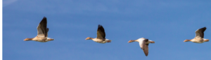 Four brown ducks flying but one with wings down.